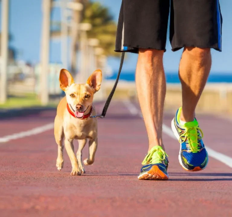 Find a Dog Walker