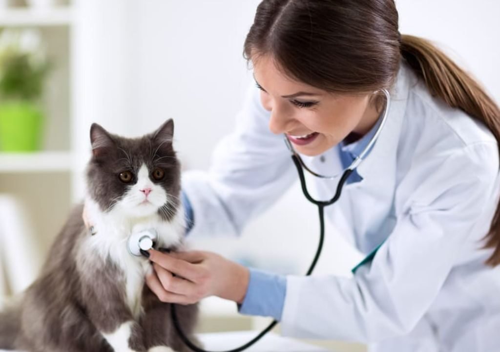 First Vet Visit Guide for New Cat Owners
