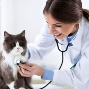 kitten first vet visit