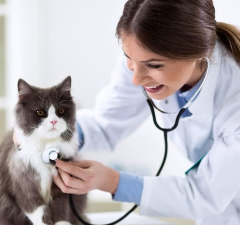 kitten first vet visit