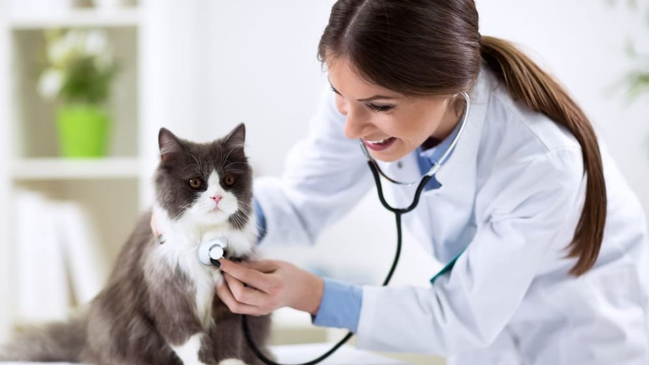 kitten first vet visit