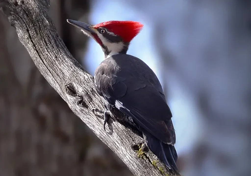Giant Woodpecker – The Majestic Pileated Woodpecker of North America