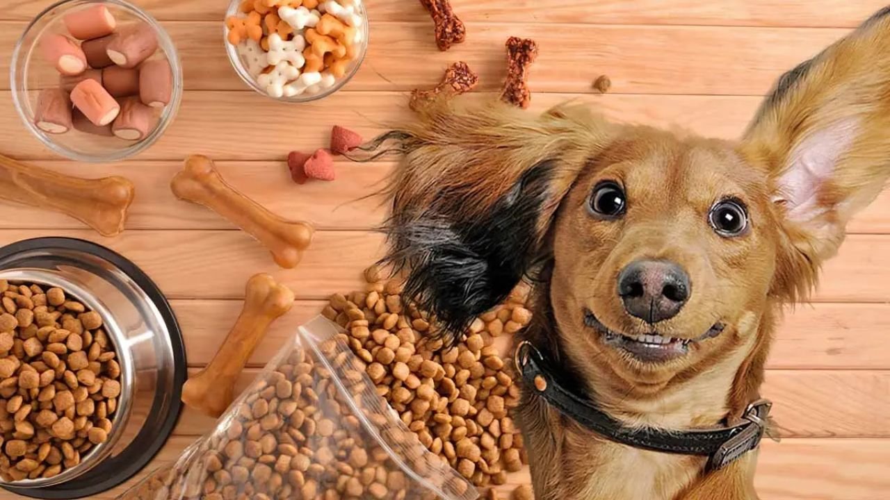 How Much Protein Is in Dog Food