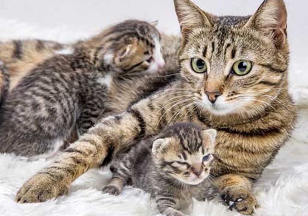 Interesting Facts on Cats