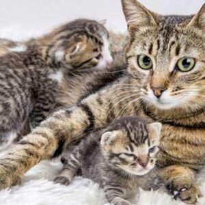 Interesting Facts on Cats