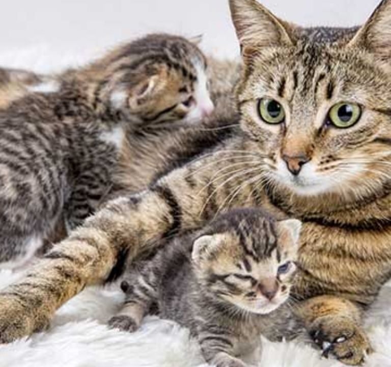 Interesting Facts on Cats