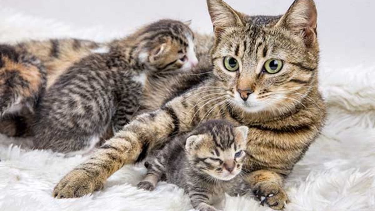 Interesting Facts on Cats