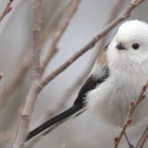 Japanese Snow Fairy