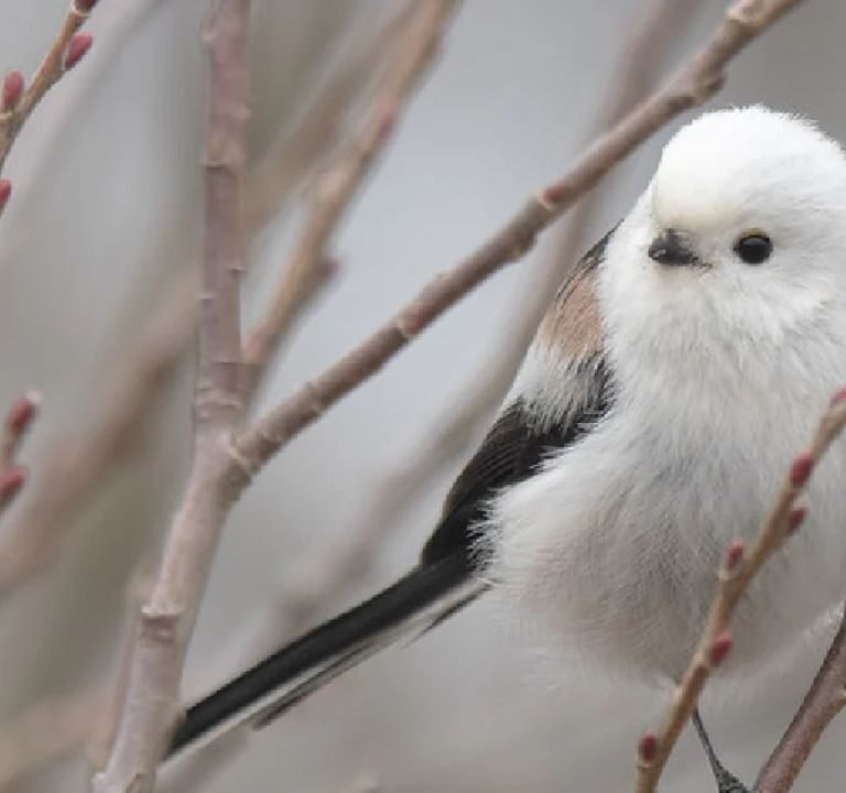 Japanese Snow Fairy