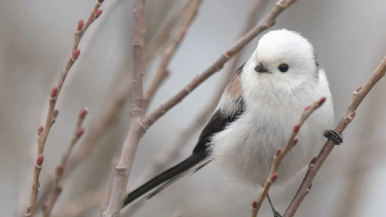 Japanese Snow Fairy Bird