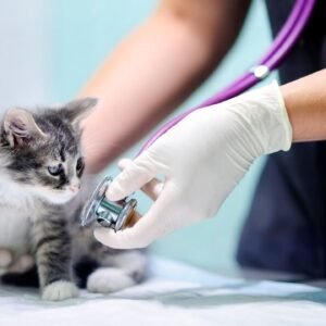 Kitten First Vet Visit