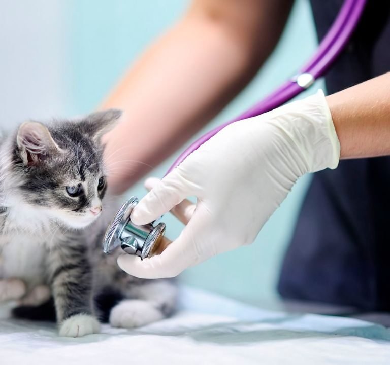 Kitten First Vet Visit