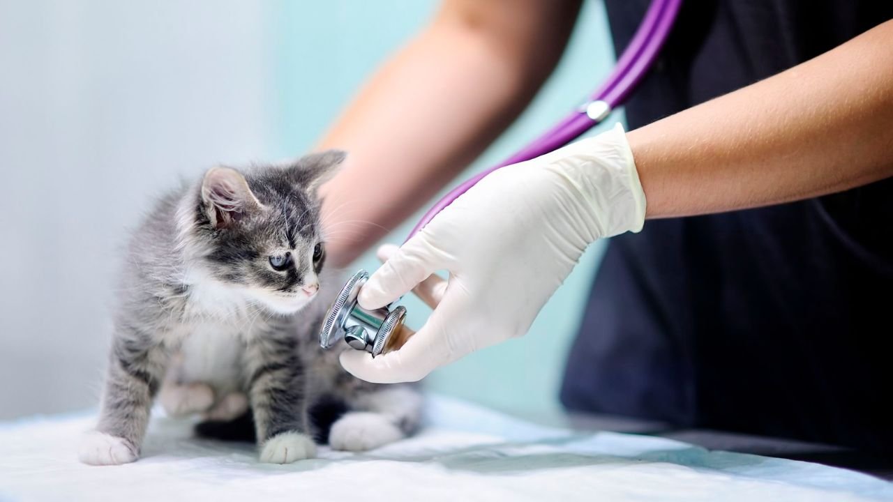 Kitten First Vet Visit