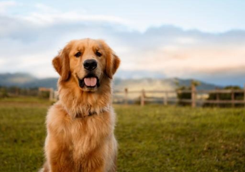 Large Puppy Breeds