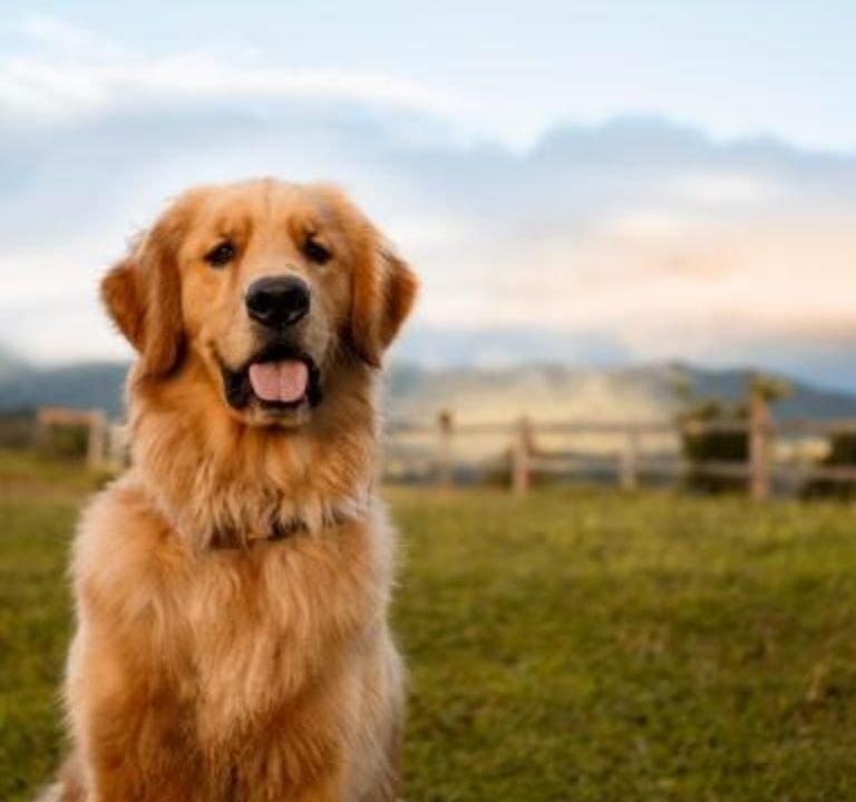 Large Puppy Breeds