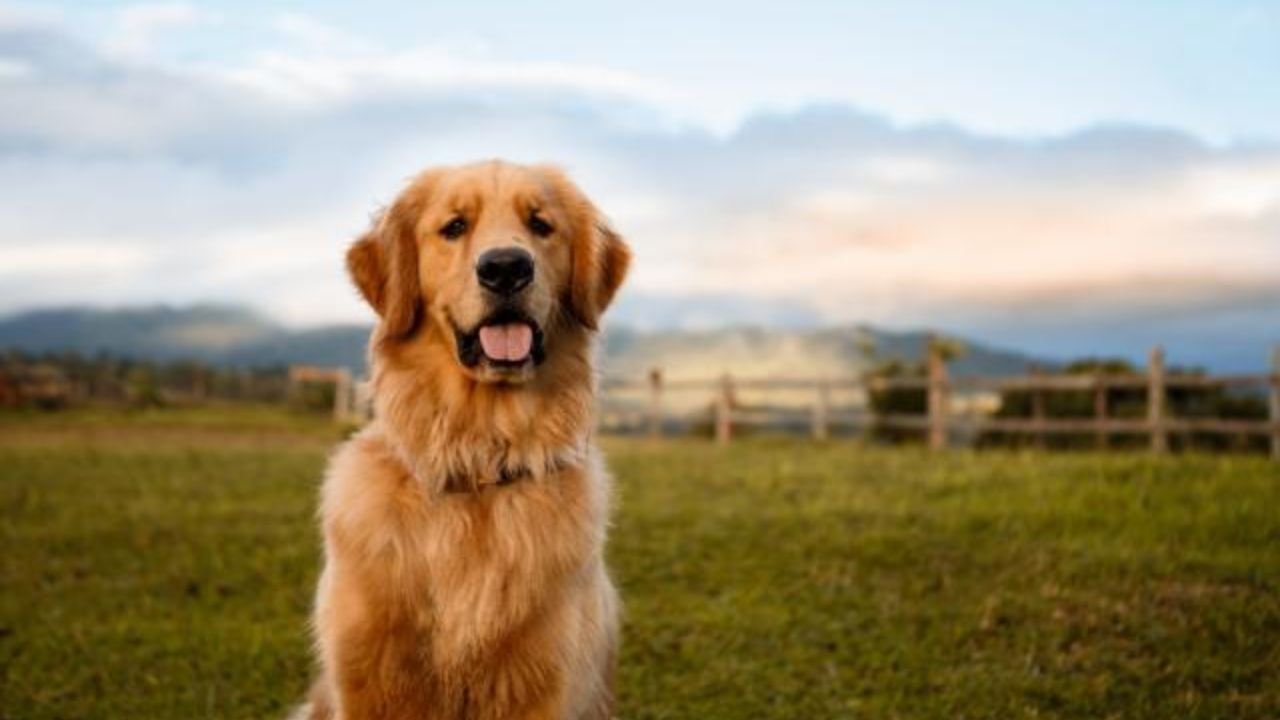 Large Puppy Breeds