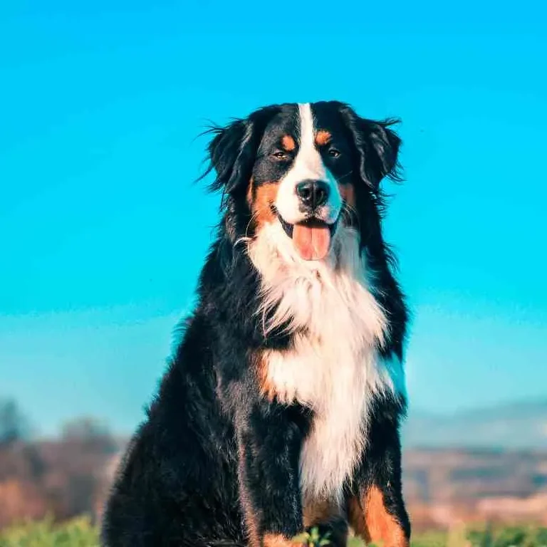Miniature Bernese Mountain Dog