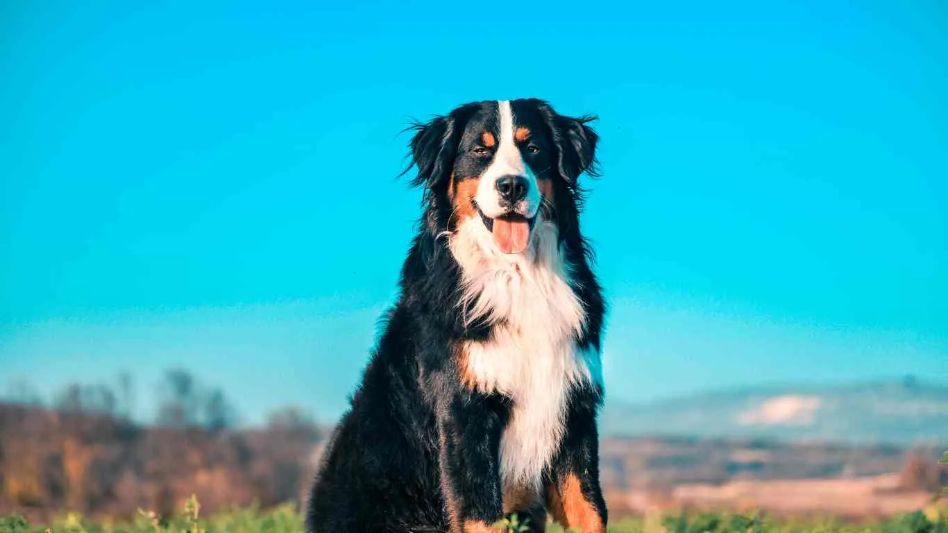Miniature Bernese Mountain Dog