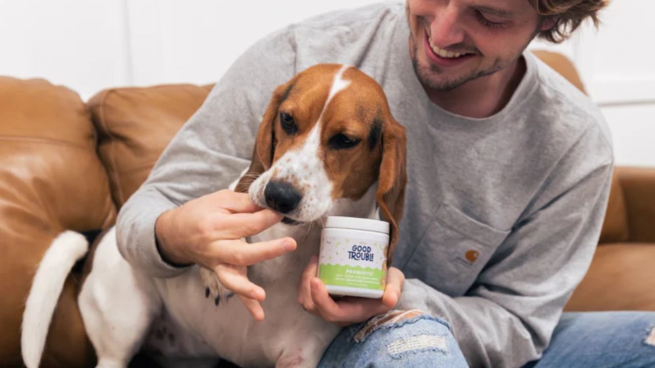 Probiotic Chews for Dogs