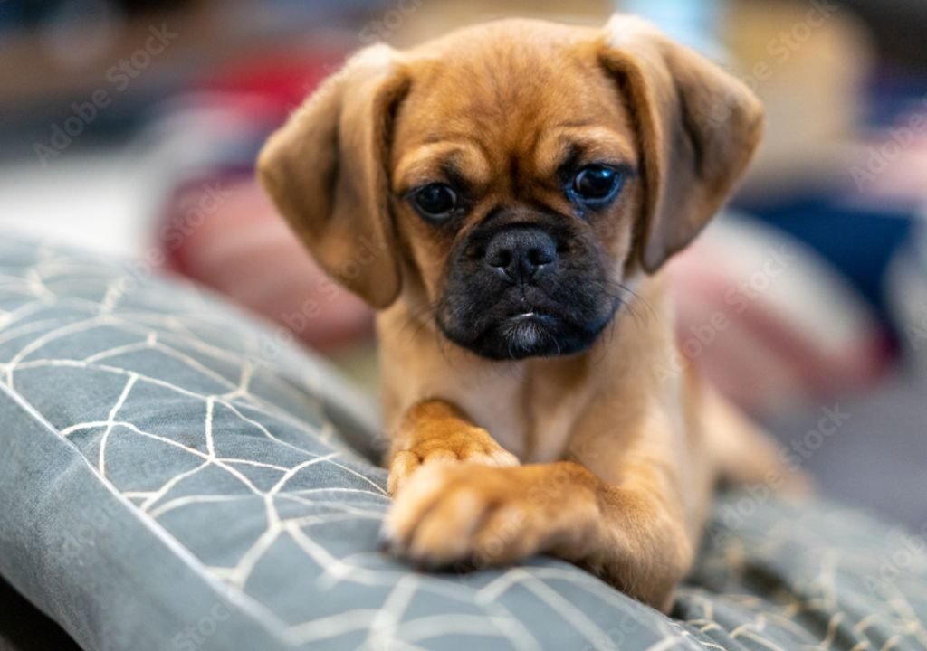 Pugalier Life Expectancy