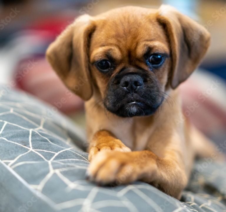 Pugalier Life Expectancy