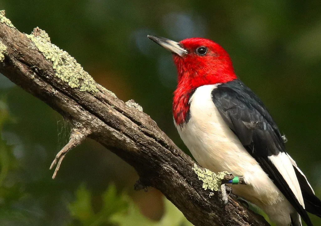 Red-headed Woodpecker
