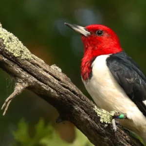 Red-headed Woodpecker