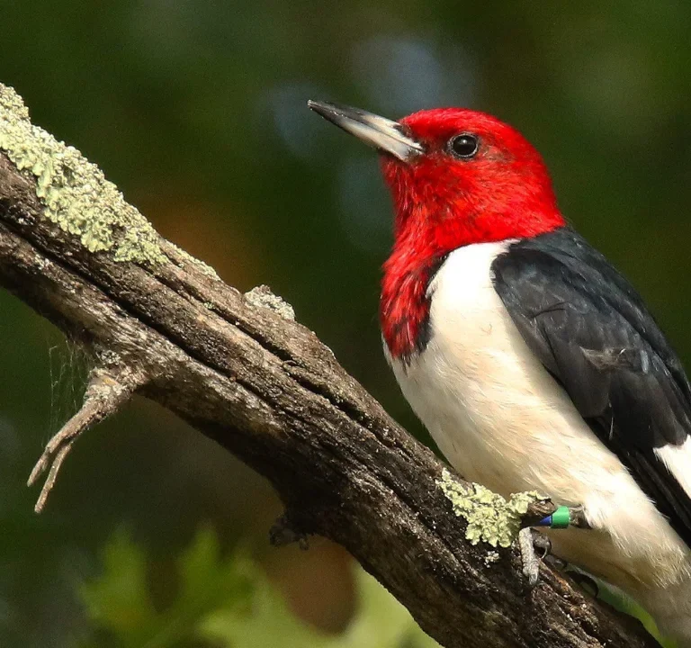 Red-headed Woodpecker