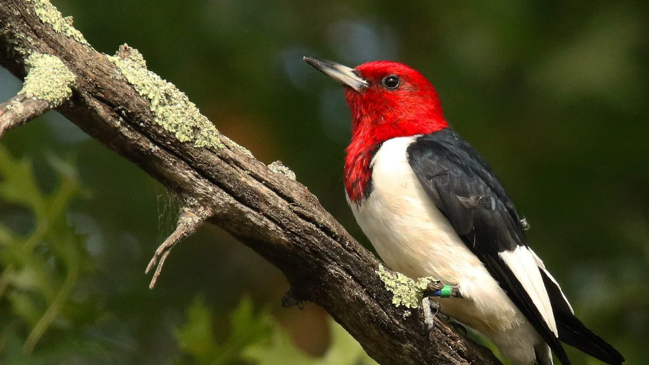 Red-headed Woodpecker