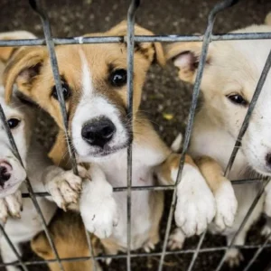 Rescue Dogs for Adoption