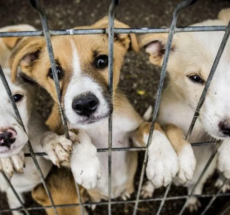 Rescue Dogs for Adoption