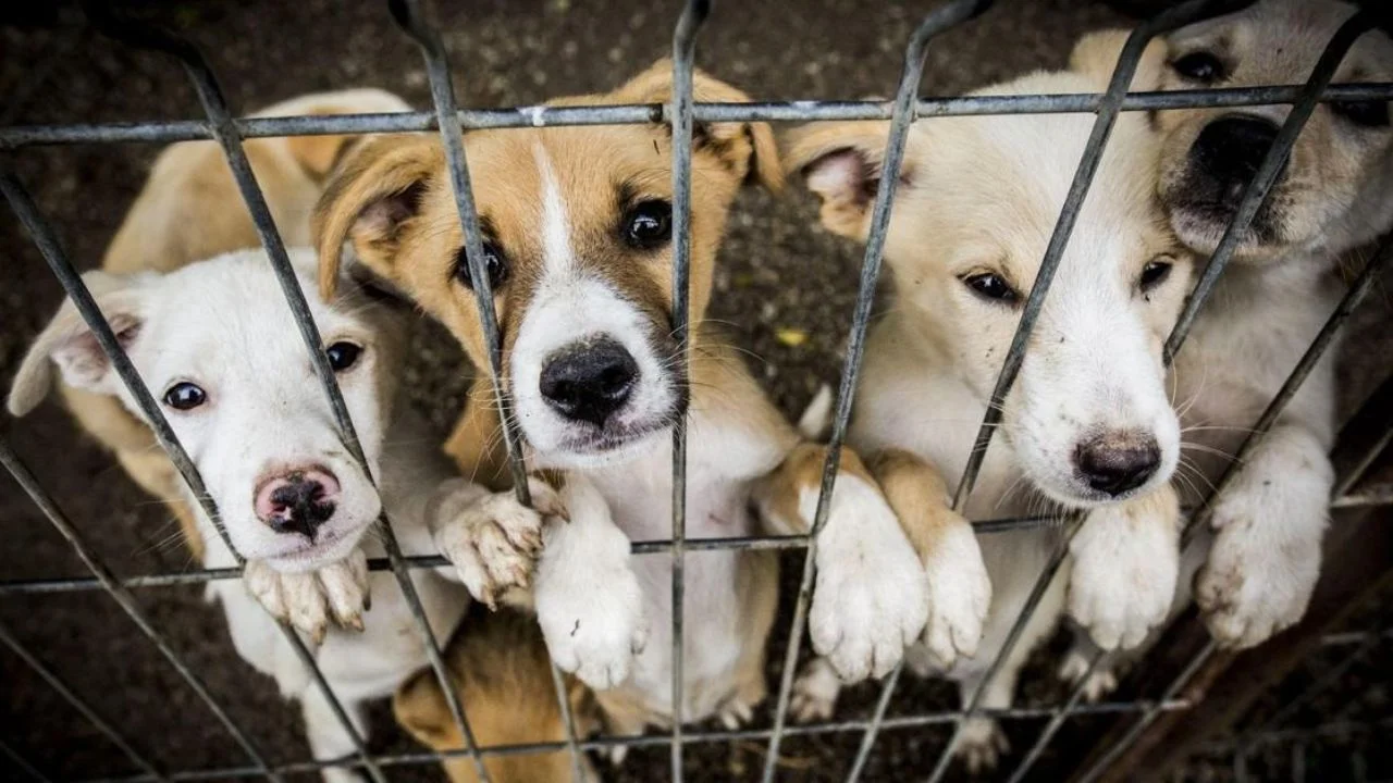 Rescue Dogs for Adoption