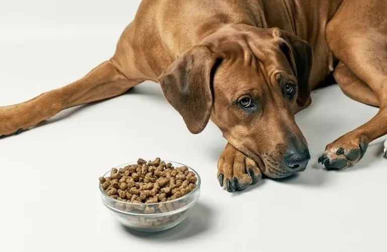 7 Best Dog Food for Rhodesian Ridgebacks