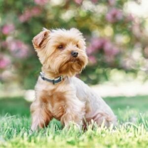 Small Canine Breeds
