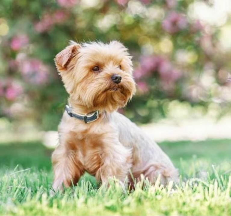 Small Canine Breeds