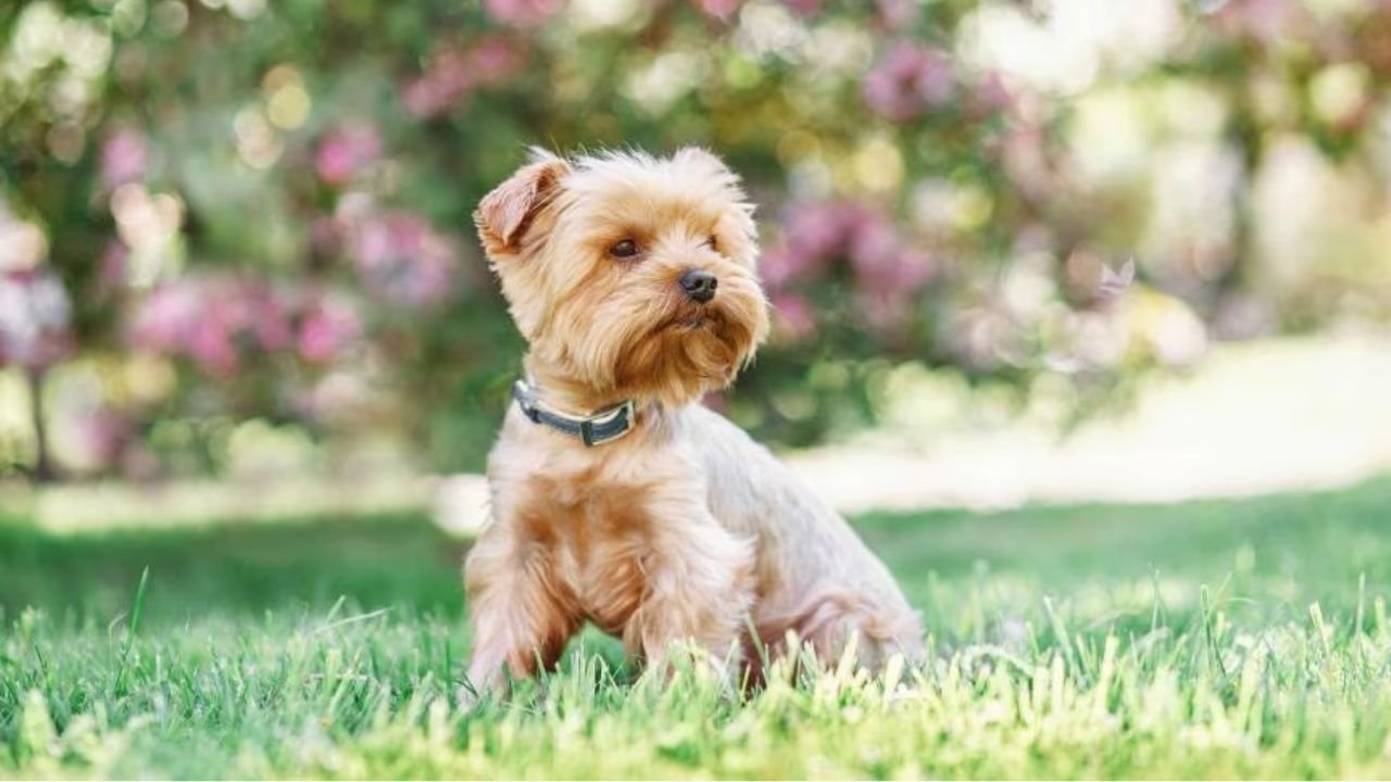 Small Canine Breeds