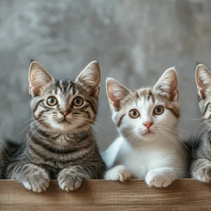 Small Domestic Cats