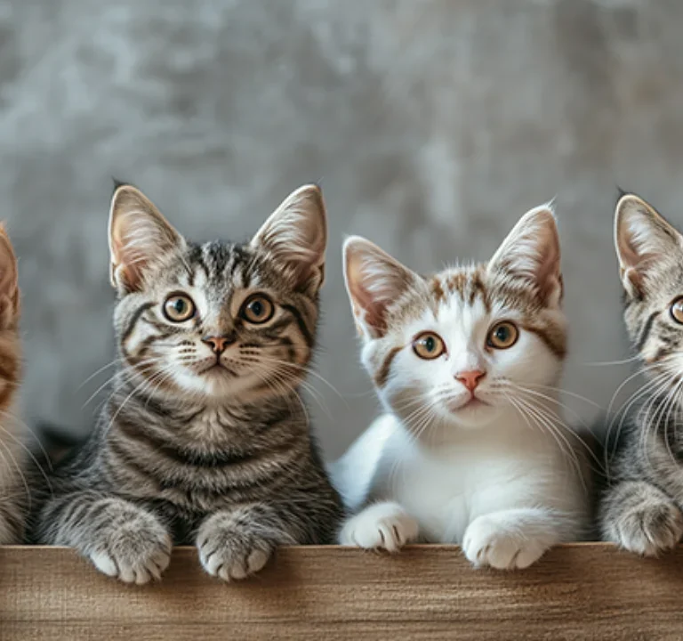 Small Domestic Cats