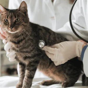 Vet Care for Cats