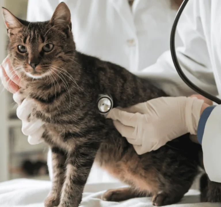 Vet Care for Cats