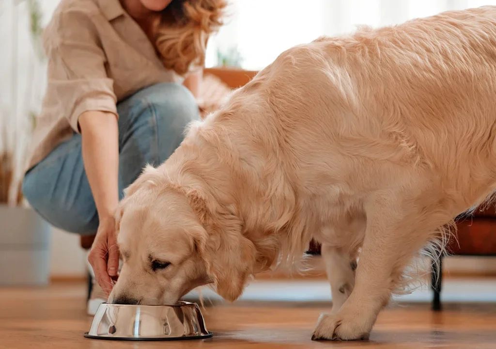 Wet Food for Dogs