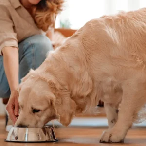 Wet Food for Dogs