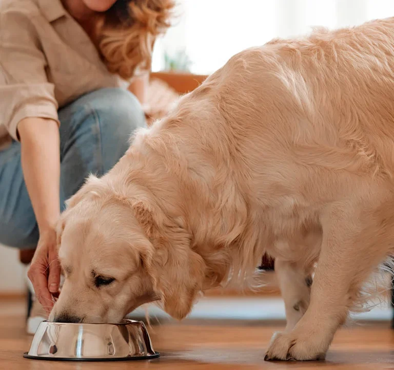 Wet Food for Dogs