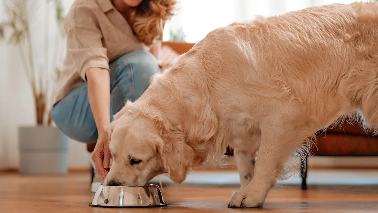 Wet Food for Dogs