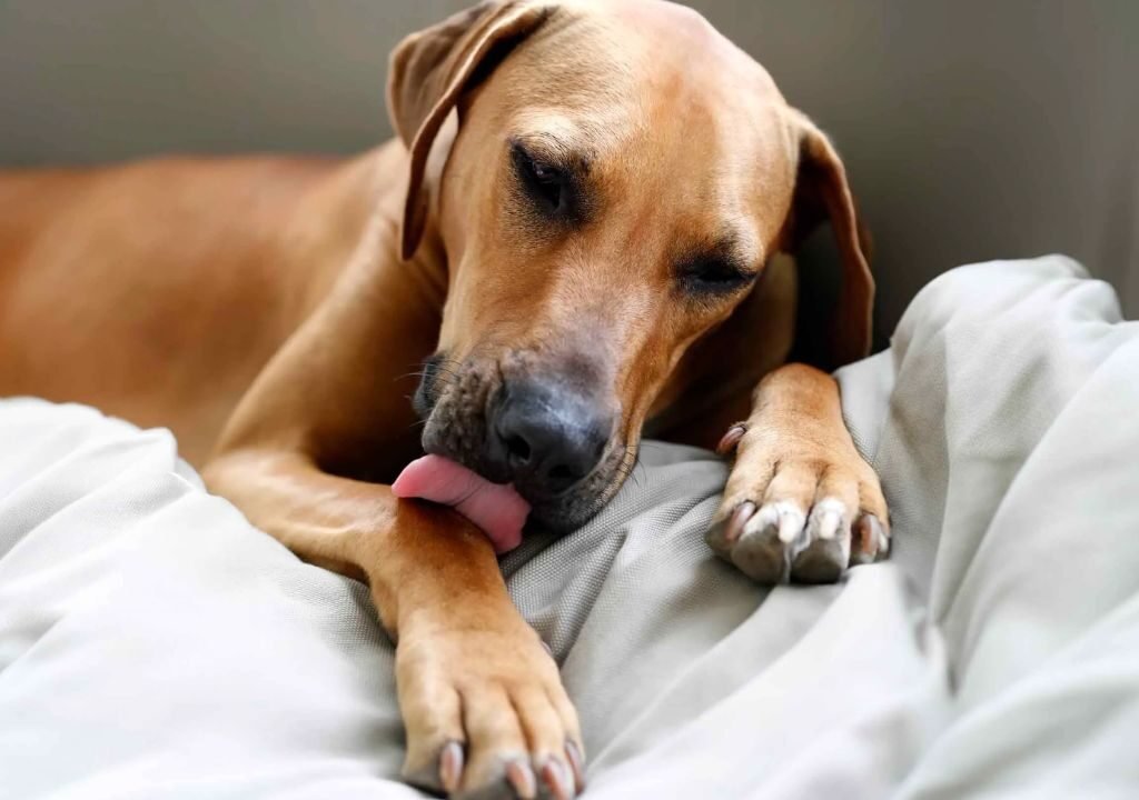 Why Do Dogs Lick Their Paws