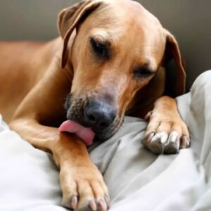 Why Do Dogs Lick Their Paws