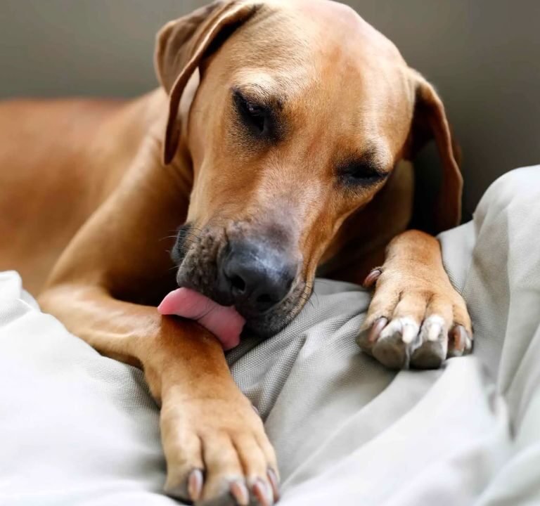 Why Do Dogs Lick Their Paws