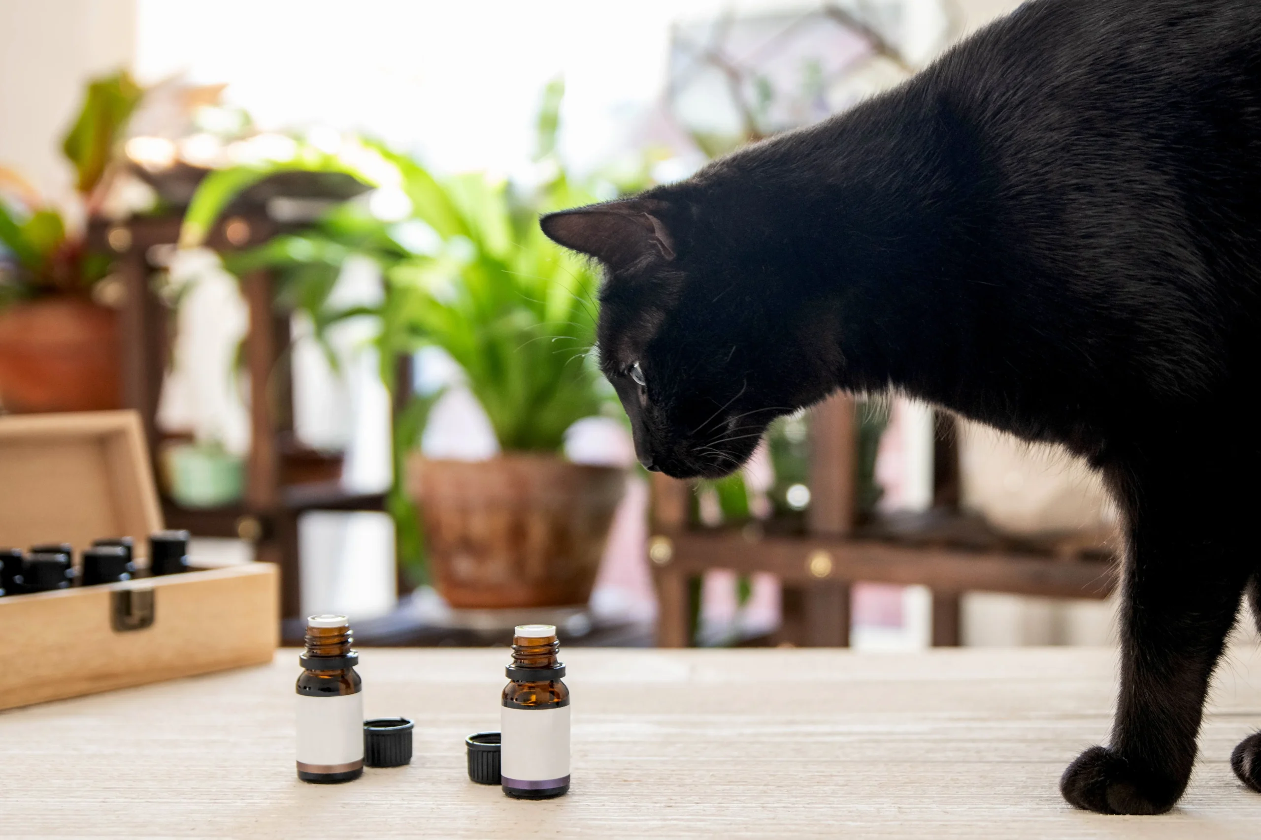 Is Peppermint Oil Safe for Cats?