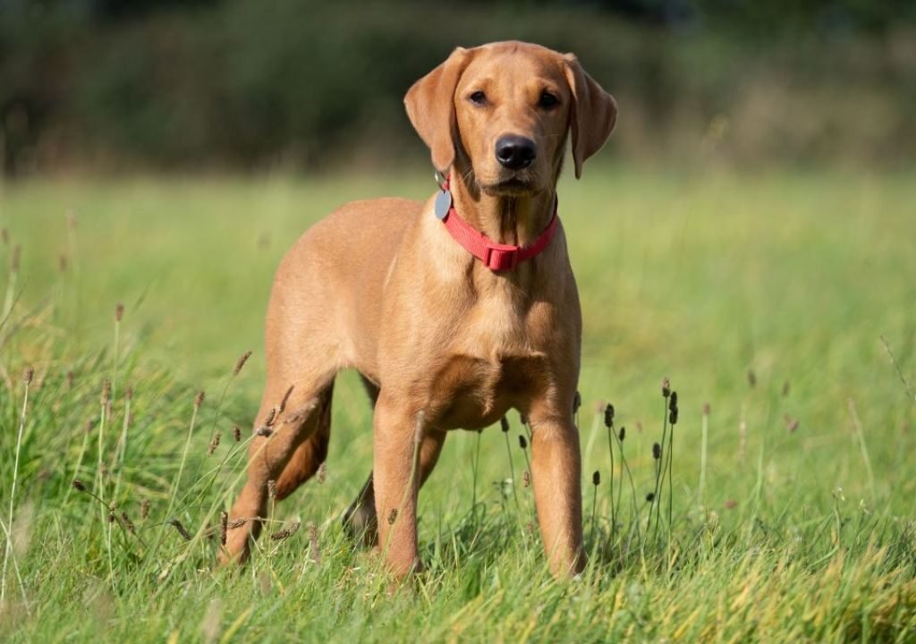 Field Bred English Cocker Spaniel