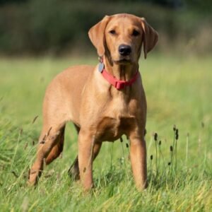 Field Bred English Cocker Spaniel